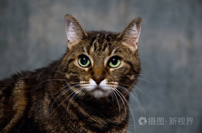 成人的虎斑猫jpg
