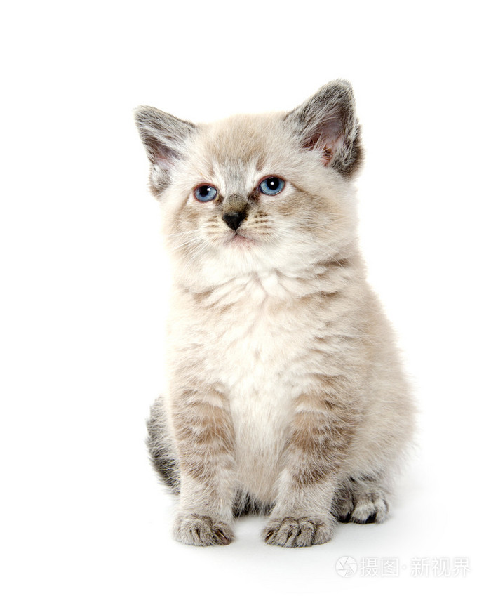 在白色可爱小猫