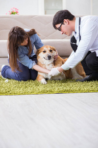 兽医参观金猎犬狗在家