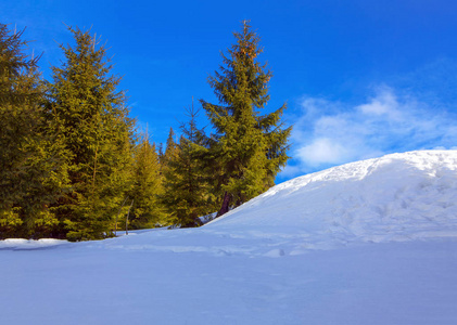 冷杉树和雪堆