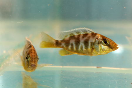 新变色金星(金星hap)照片