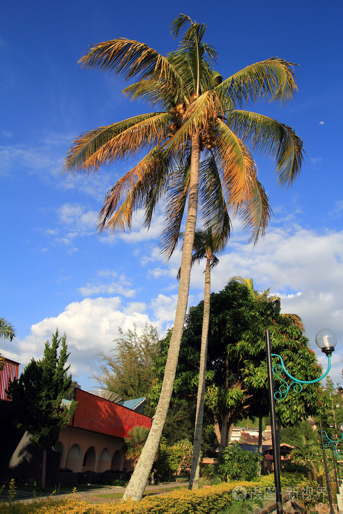 多巴湖附近的椰子树照片-正版商用图片052a05-摄图新视界