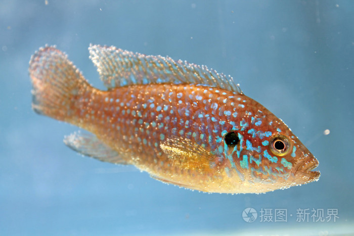 非洲珠宝半精灵