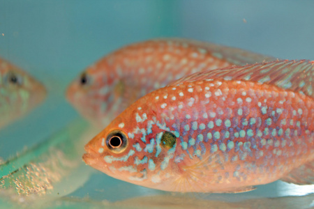 非洲珠宝(半精灵)照片