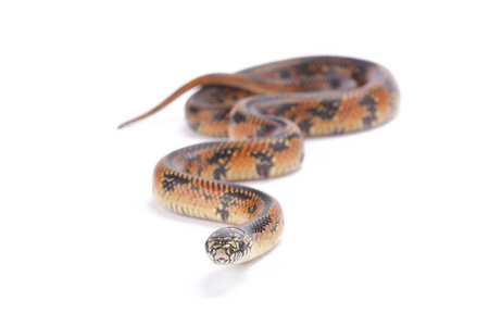 阿巴拉契科拉低地王蛇, Lampropeltis getula meansi, 阿巴拉契科拉低地, 佛罗里达州