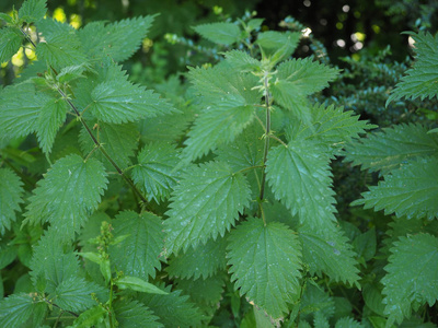 荨麻 荨麻异株 又名刺荨麻植物