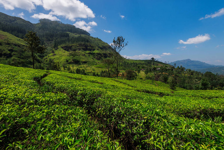 斯里兰卡的茶叶种植园。自然背景