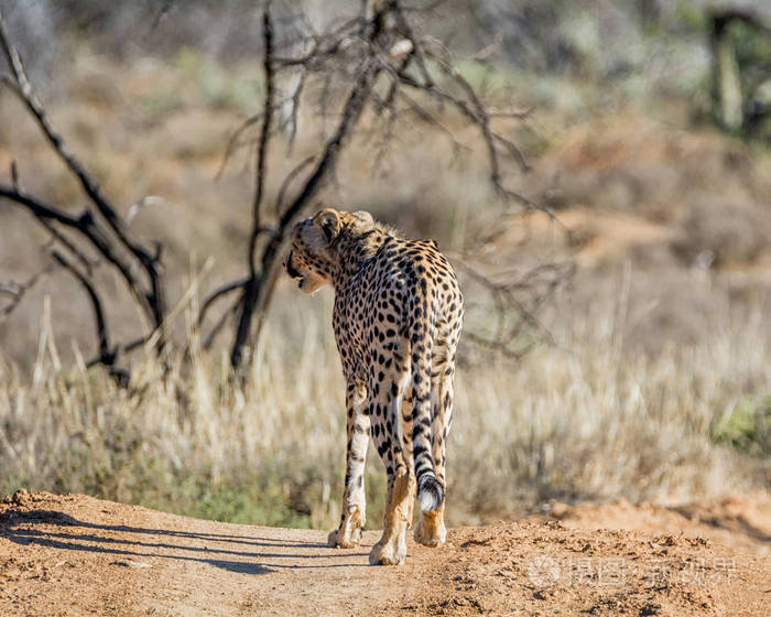 非洲南部大草原上的一只幼豹