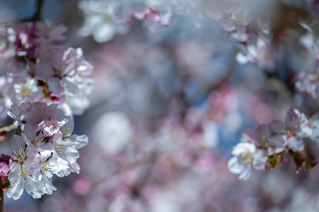 花泉柔和的背景, 盛开的樱花枝在蓝色和粉红色的色调。文本空间