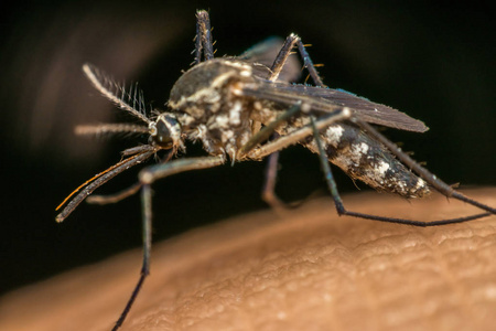 宏的吸血的蚊子 蚊 紧靠人类的皮肤。蚊子是疟疾 登革热 脑炎 Zika 病毒载体