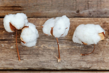 美丽的白色棉花花在质朴的老式木平奠定背景。布料柔软天然有机农场过敏概念