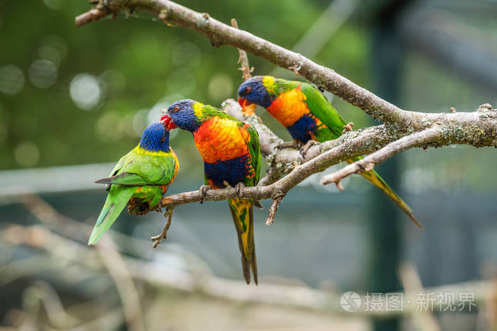 五彩缤纷的彩虹鹦鹉叫lorikeet坐在动物园笼子里的树枝上