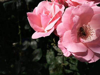 夏天, 花园里玫瑰丛上的粉红色玫瑰。蜜蜂坐在一朵美丽的粉红色玫瑰上