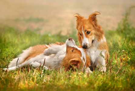 两个快乐狗躺在草地上