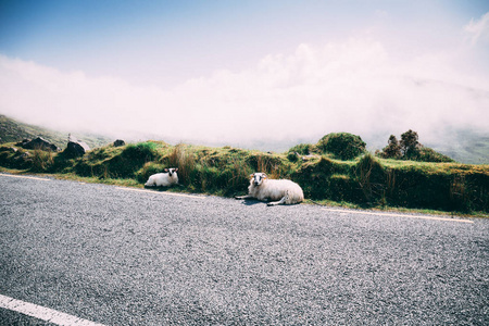 在爱尔兰的克里郡, 通往康纳的风景大道上的绵羊