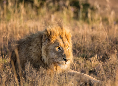 南非洲稀树草原上的一只雄狮特写肖像