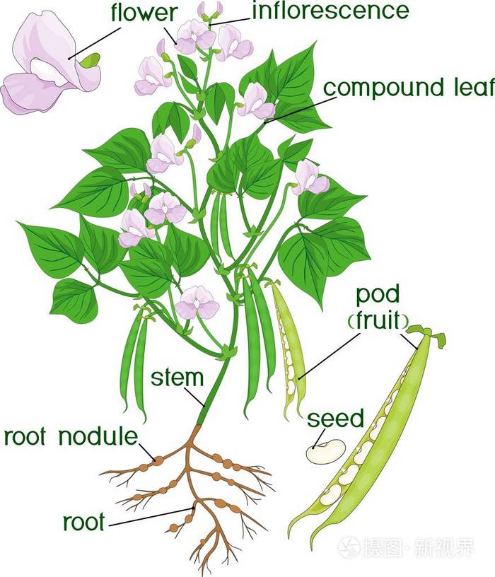 部分植物 根系 花卉 荚体与白色背景下的植物形态研究插画 正版商用图片052kdz 摄图新视界