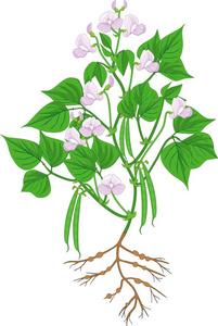 白色背景下根系与豆荚分离的开花豆科植物