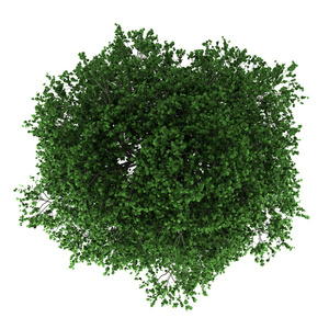 在耳鹅耳枥树孤立在白色背景上的顶视图照片