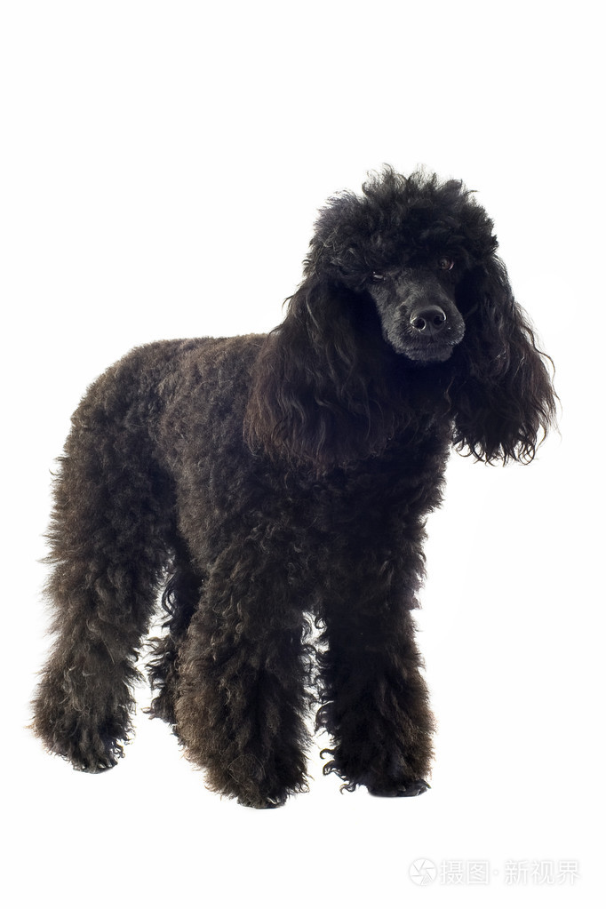 黑色卷毛狗是什么品种图片