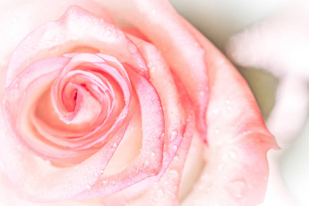 为情人节和婚礼背景的甜粉红色玫瑰花封闭, 选择性聚焦