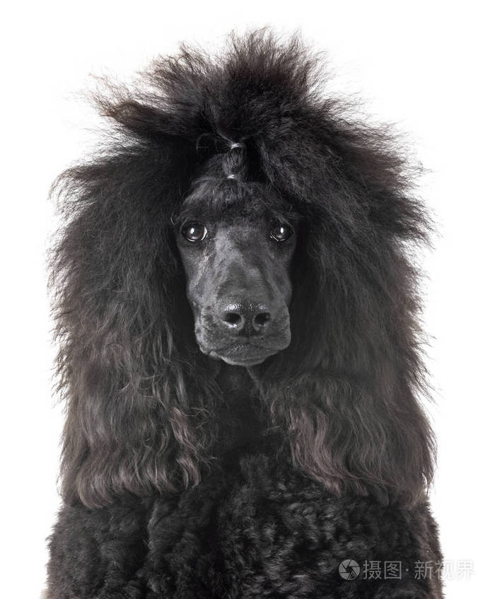 黑色标准贵宾犬在白色背景前