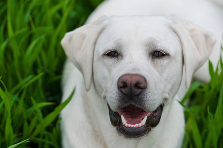 年轻可爱的白色拉布拉多猎犬犬狗与漂亮的脸户外