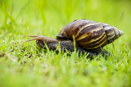 大蜗牛在贝壳上爬行在路上, 夏日在花园里