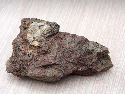 古石化石棘皮动物图片