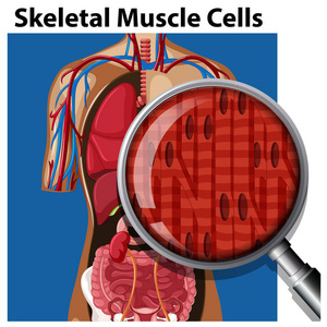 骨骼肌细胞的矢量图