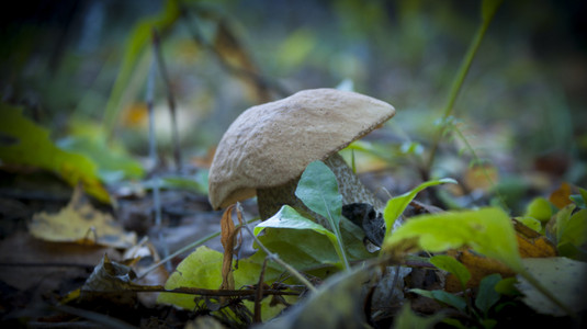 蘑菇和叶