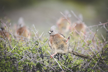 关闭一组棕色老鼠鸟的照片在南非的荆棘灌木上晒日光浴