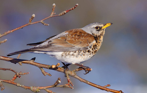 Fieldfare 在冬天的 appletree 上摆姿势