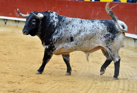 公牛在西班牙在奇观传统