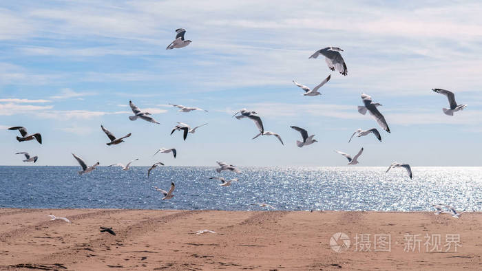 海鸥在海边的空中飞翔