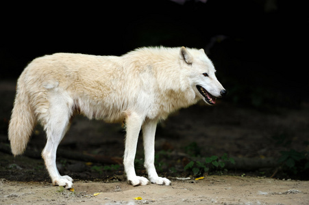 野狼在树林里