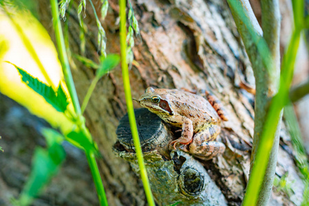 莫斯科地区夏天的性质2018.Toad 什么东西被抓住, 但不吃假装她是无辜的