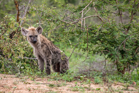 在南非的灌木丛中发现鬣狗