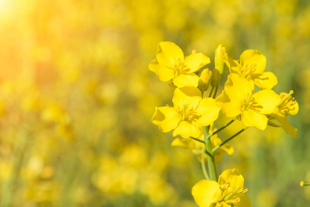 油菜花小屋素材图片 油菜花小屋图片素材下载 摄图新视界