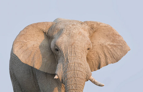 一张非洲大象脸的特写肖像