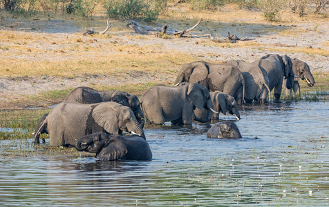 在纳米比亚卡普里维地带, 一群非洲大象在河里喝酒游泳。