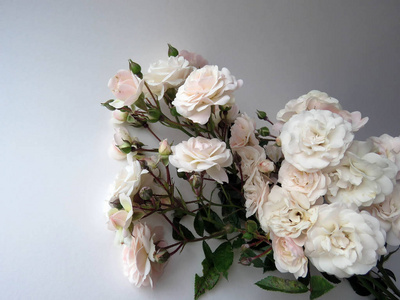 美丽茂盛的白色玫瑰枝