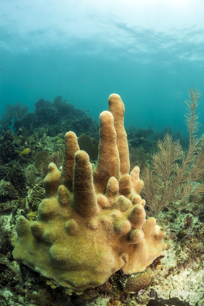 造礁珊瑚照片-正版商用图片052tib-摄图新视界