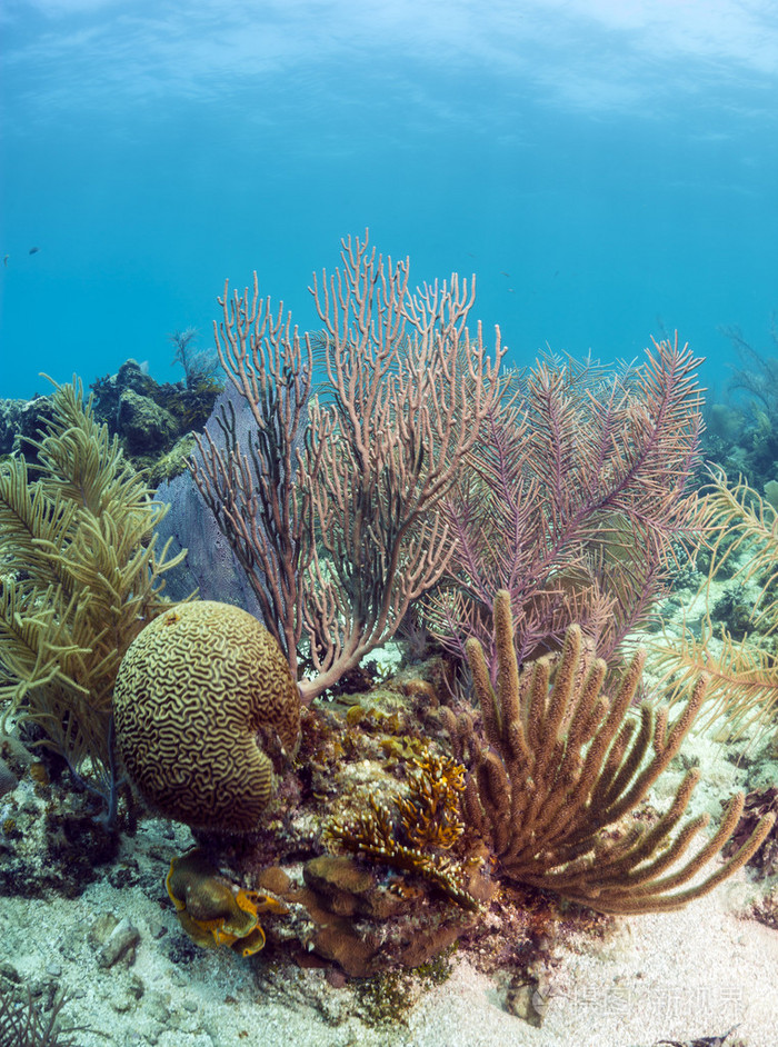 造礁珊瑚照片-正版商用图片052tih-摄图新视界
