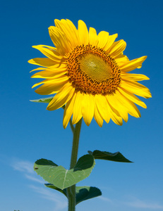 金葵花向日葵的领域,在阳光灿烂的日子向日葵花束向日葵在阳光背景