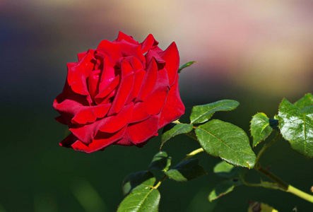 花园里一朵鲜红玫瑰的大开芽