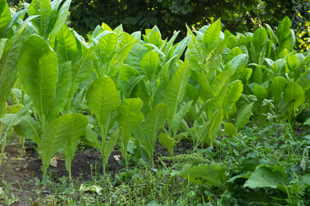惊人的烟草种植园刚出生的婴儿燕窝年轻的野生鸟类,睡在巢鸟的野生