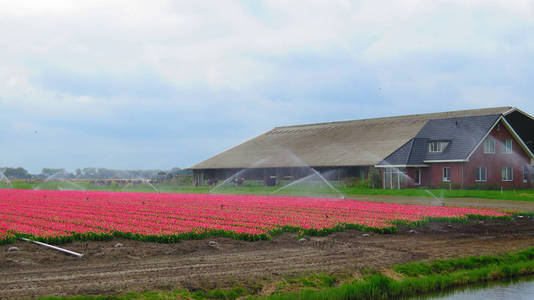 在荷兰浇水的红色郁金香
