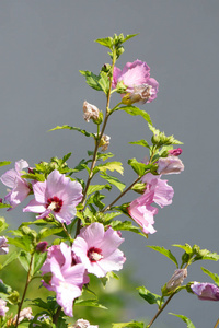 灌木的枝浅粉红色的锦葵。芬芳的花朵