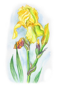 黄色虹膜与芽和叶子, 水彩图画